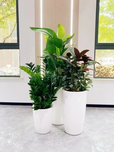 宁波鄞州花卉租摆哪家好